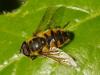 Myathropa florea